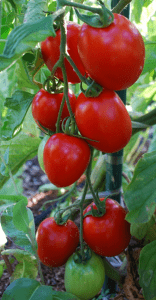 tomates 1