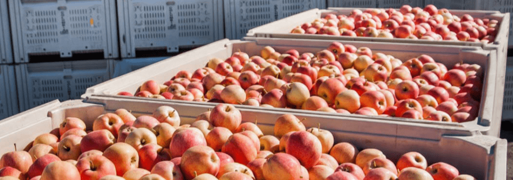 Foto: Manzanas Washington. Las cuotas estaban fijadas en un rango de entre 2.44 y 20.82 por ciento.