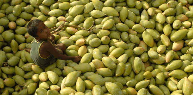 Foto: Rediff. India es el mayor productor de mangos del mundo.