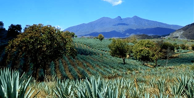 Foto: Travessiaviajes. En México hay una superficie sembrada de alrededor de 300 millones de piñas de agave.