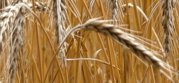 Para el trigo panificable, el anuncio de un precio de garantía ha significado un aumento en su producción.