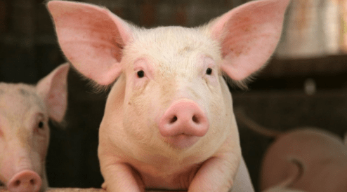 El gobierno de China informó que espera resultados positivos de su “macrocontrol” de precios de carne de cerdo en el segundo semestre de 2021. The Chinese government reported that it expects positive results from its “macro control” of pork prices in the second half of 2021.
