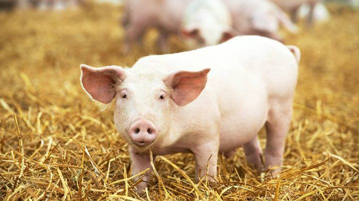 Las exportaciones de carne de cerdo de Estados Unidos a México han alcanzado niveles récord, destacó el Departamento de Agricultura (USDA, por su sigla en inglés). Pork exports from the United States to Mexico have reached record levels, noted the Department of Agriculture (USDA).
