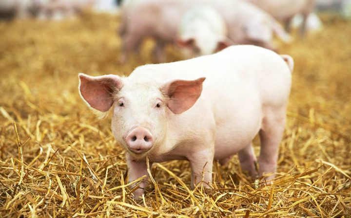 Las exportaciones de carne de cerdo de Estados Unidos a México han alcanzado niveles récord, destacó el Departamento de Agricultura (USDA, por su sigla en inglés). Pork exports from the United States to Mexico have reached record levels, noted the Department of Agriculture (USDA).