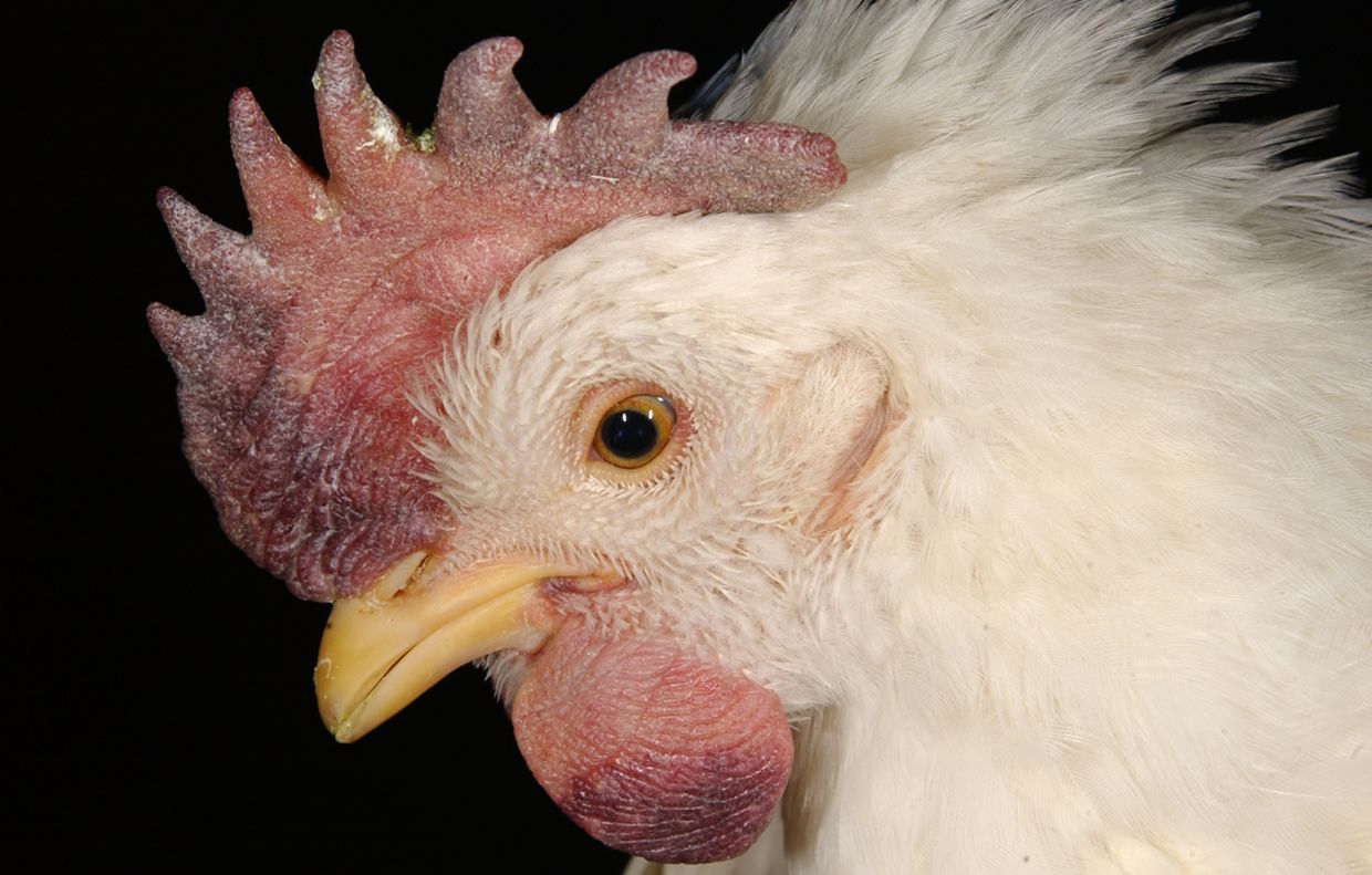 Болезнь птичий грипп. Птичий грипп симптомы у птиц. Птичий грипп симптомы у кур. Симптомы птичьего гриппа у куриц.