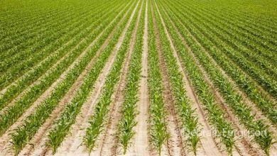 Específicamente, estima que aumenten de 18.4 millones de toneladas en el ciclo 2020/21, a 24.7 millones de toneladas en 2029/30, lo que haría de México el más grande importador del maíz del mundo.