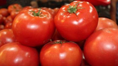Las exportaciones mexicanas de tomates en juli, sumaron 124.1 millones de dólares.