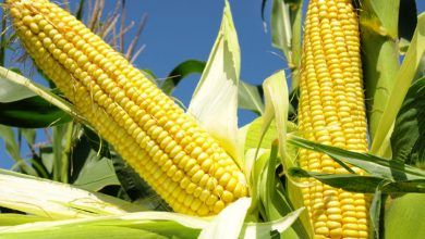 LSB Industries dio los siguientes motivos de los precios del maíz y fertilizantes. LSB Industries gave the following reasons for corn and fertilizer prices.