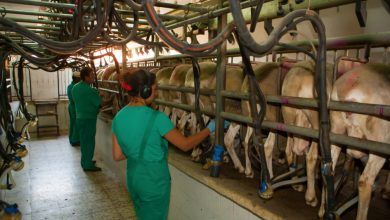 La UE y el Mercosur se otorgarán cupos mutuos en leche en polvo por hasta 10 000 toneladas libres de impuestos.