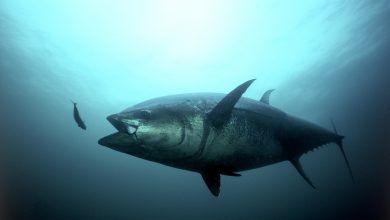 México exportó atún aleta azul por un valor de 123 millones de dólares en 2018.