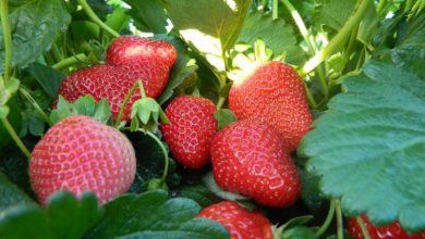 En México, la Secretaría de Agricultura recomienda que los productores, empacadores y exportadores de fresas inviertan en el mantenimiento y mejoramiento de sanidad vegetal.