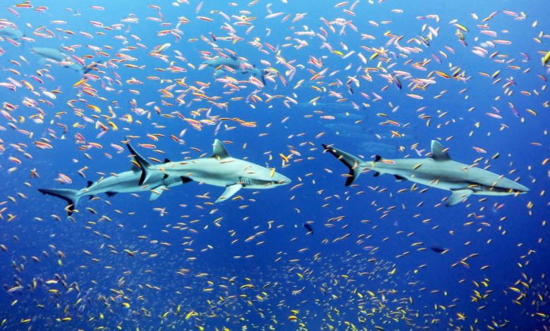 La OMC llegó a un acuerdo multilateral sobre subvenciones a la pesca este año y dio un rango de su cuantía. The WTO reached a multilateral agreement on fisheries subsidies this year and gave a range for their amount.
