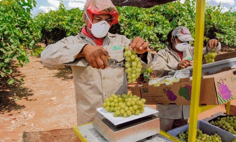 Sonora ya puede exportar uva de mesa a Corea.
