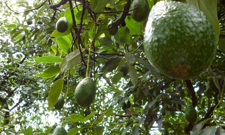 Las exportaciones de aguacate de México se contrajeron 13.7% en mayo frente al mismo mes de 2019, informó el Inegi.