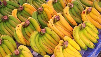 Las exportaciones mexicanas de plátano fueron por 18 millones de dólares en 2017 y por 25 millones de dólares en 2018, según datos del gobierno de Japón.