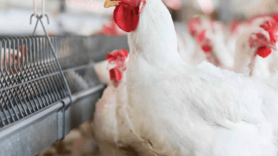 La empresa estadounidense Sanderson Farms Inc. exportó pollo y otros productos avícolas a México por un valor de 156.6 millones de dólares en el año fiscal que concluyó el 31 de octubre de 2019.