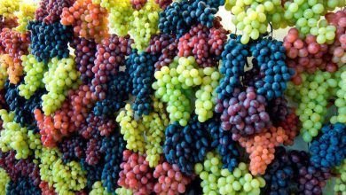 Las exportaciones mexicanas de uvas frescas a Estados Unidos totalizaron 601 millones de dólares, un alza de 43% interanual.