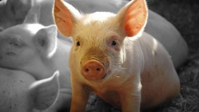 El gobierno de la India acordó permitir las importaciones de carne de cerdo y productos derivados de la carne de cerdo originarios de Estados Unidos. The government of India agreed to allow imports of pork and pork products originating in the United States.