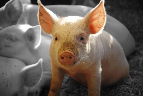 El gobierno de la India acordó permitir las importaciones de carne de cerdo y productos derivados de la carne de cerdo originarios de Estados Unidos. The government of India agreed to allow imports of pork and pork products originating in the United States.