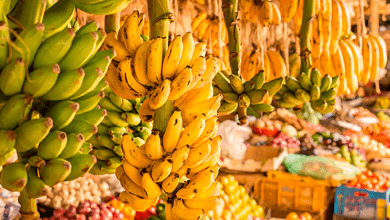 México registró exportaciones de plátanos por un valor de 293 millones de dólares, un alza interanual de 8.1%, de acuerdo con datos del Banco de México.