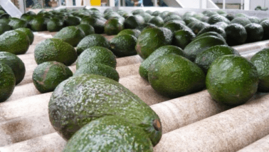 The United States, Canada and Japan led the destinations of Mexican avocado exports in 2019, according to data from the Ministry of Economy.