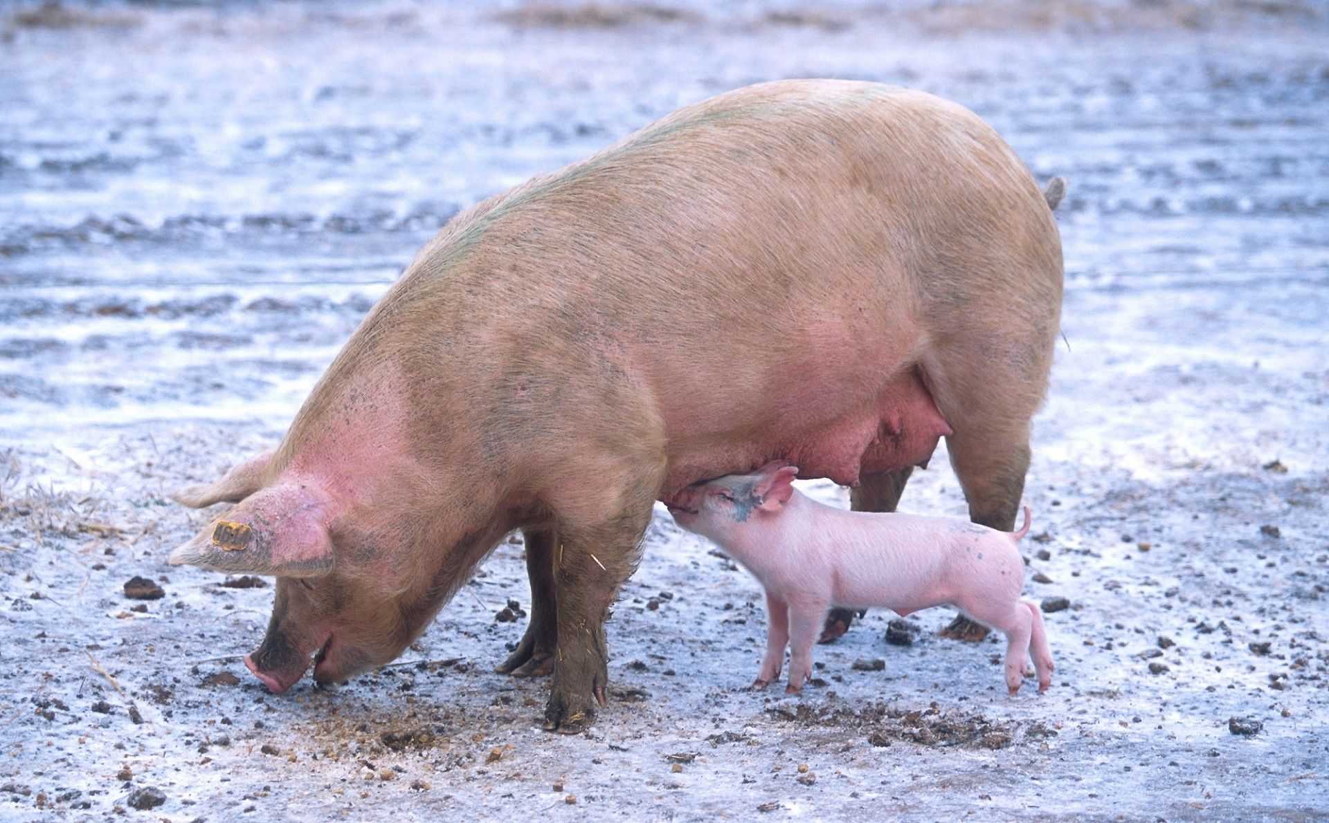 Quizás quisiste decir: España encabeza las exportaciones de carne de cerdo en el mundo en 2019, con 5,218 millones 400,000 dólares, desplazando a Estados Unidos. 139/5000 Spain led pork exports in the world in 2019, with 5,218 million 400,000 dollars, displacing the United States.