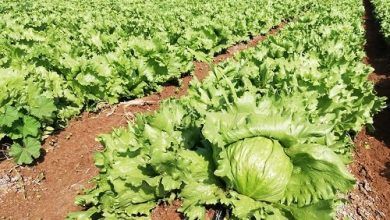 Mexico registered lettuce exports worth 309 million dollars in 2019, an increase of 32.6% year-on-year, according to data from the Ministry of Economy.