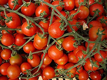 Certain production of tomatoes in Mexico is using artificial intelligence, said Armando Blanco, a specialist in "Internet of Things" at Microsoft Costa Rica.