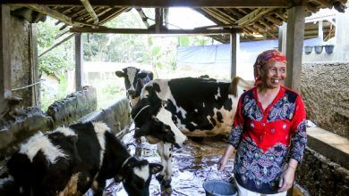 The global dairy industry employs approximately 240 million people, who care for more than 360 million dairy cows on more than 130 million dairy farms.