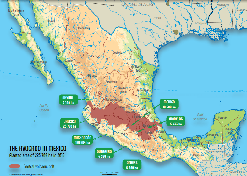 Exportaciones de Aguacate