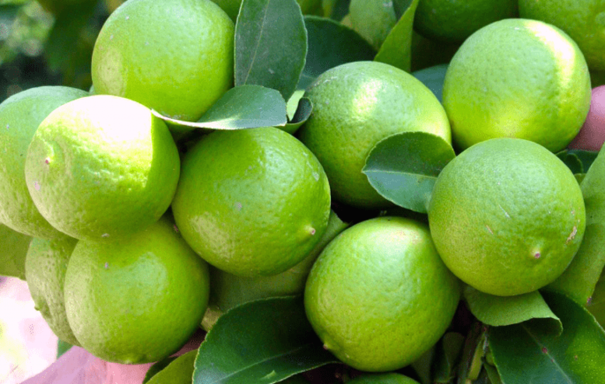 Los 10 mayores exportadores de limones del mundo | Opportimes