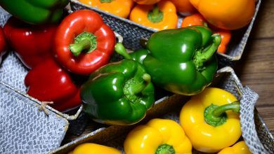 With an investment of more than 100 million pesos, Grupo Jaguar Ingenieros Constructores ventures into the high-tech agricultural production sector with exports of peppers to the United States, Canada and Saudi Arabia.