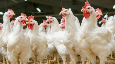 Mexico's chicken imports from the United States were 459,000 tons in 2019, according to the Bachoco company.