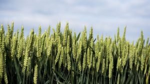 Principales productores de trigo