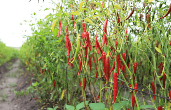 Yahualica chili is one of the main agricultural crops of the Altos of the State of Jalisco, whose production makes it a traditional product with which the region is identified throughout the world.