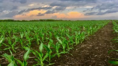 Mexico topped the list of the main destinations for US corn exports, with 6.8 million tons from October 2019 to March 2020.