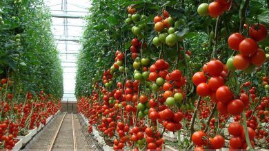 Tomato exports from Mexico to the United States will increase 2% in the 2020-2021 season compared to the previous cycle, estimated the Department of Agriculture (USDA).