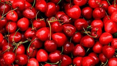 Chilean cherry exports will increase by 13% in the 2019/2020 marketing year, reaching 259,000 tons, estimated the United States Department of Agriculture (USDA).