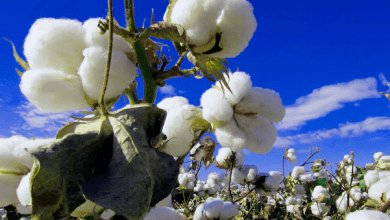Un resultado sobre el algodón sigue siendo para numerosos Miembros de la OMC un elemento importante para la CM12. An outcome on cotton remains for many WTO Members an important element for CM12