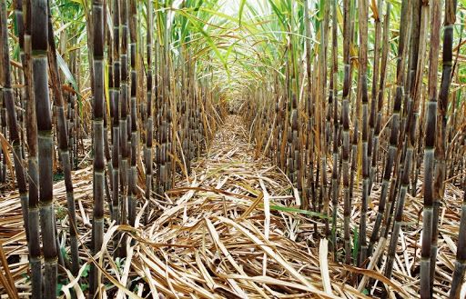 The United States authorized an additional 80,000 tons of sugar imports from Brazil.