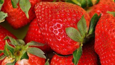 The US government intends to impose a safeguard against imports of strawberries and bell peppers.