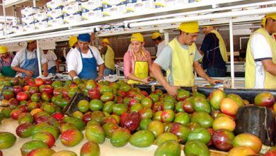 Mexico's agricultural exports accumulated 10.567 million dollars from January to July 2020, according to data from the Ministry of Agriculture.