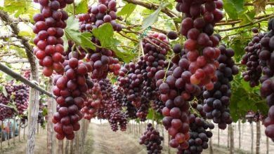 Mexico opened markets for exports of grapes, blackberries and bananas, among other products.