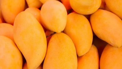 Mango exports from Mexico to the world reached a growth of 4.5% year-on-year from January to October 2020, to 325.7 million dollars.