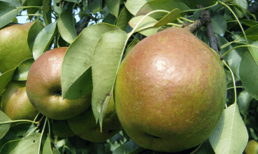 The United States dominates exports of pears to Mexico, especially with the supply of the states of Oregon and Washington, according to statistics from the Department of Agriculture (USDA).