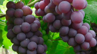 Imports of grapes from Mexico registered a fall of 23.9% from January to July 2020, to 50.3 million dollars, according to statistics from the Ministry of Economy.