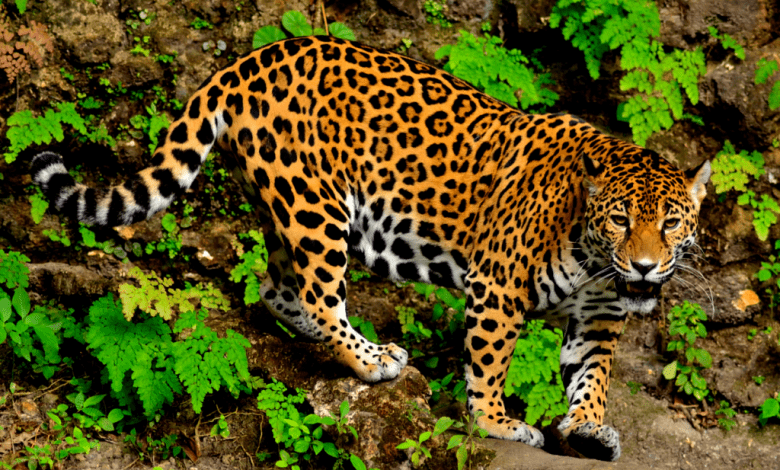 After an exceptionally challenging year for biodiversity conservation across the world because of the coronavirus pandemic, the European Union, environmentalist and Academy Award -winning actor Leonardo DiCaprio, and Global Wildlife Conservation (GWC) launched two initiatives to better protect the planet in 2021 worth € 34 million.