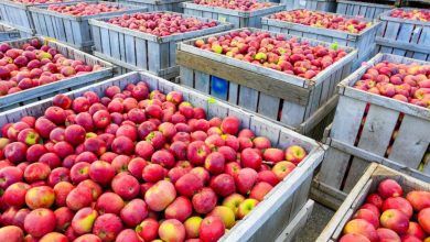 Las importaciones de manzanas frescas de México desde Estados Unidos cayeron 11.8% de enero a septiembre de 2020, año contra año, a 187.1 millones de dólares, de acuerdo con datos del gobierno estadounidense.