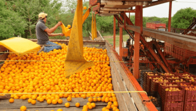 The United States increased its imports of fruits and vegetables from Mexico in the most recent fiscal year (October 2019-September 2020), according to data from the Department of Agriculture.