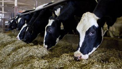 The Government of Canada will provide support to milk producers for US $ 1.4 billion over the next three years, starting in the 2020-2021 cycle.